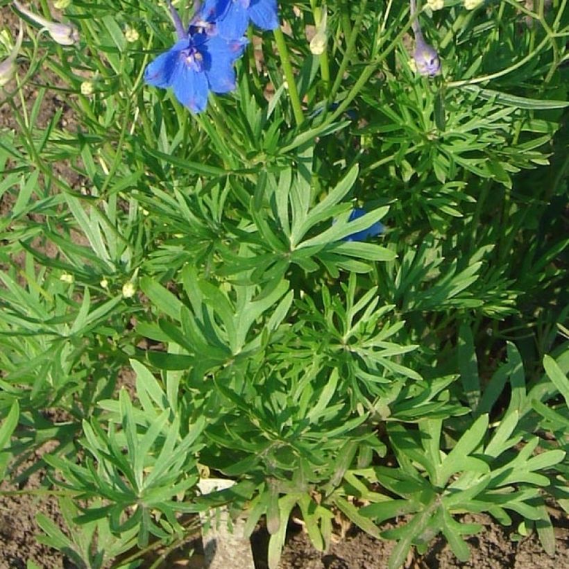 Delphinium grandiflorum Blauer Zwerg - Larkspur (Foliage)