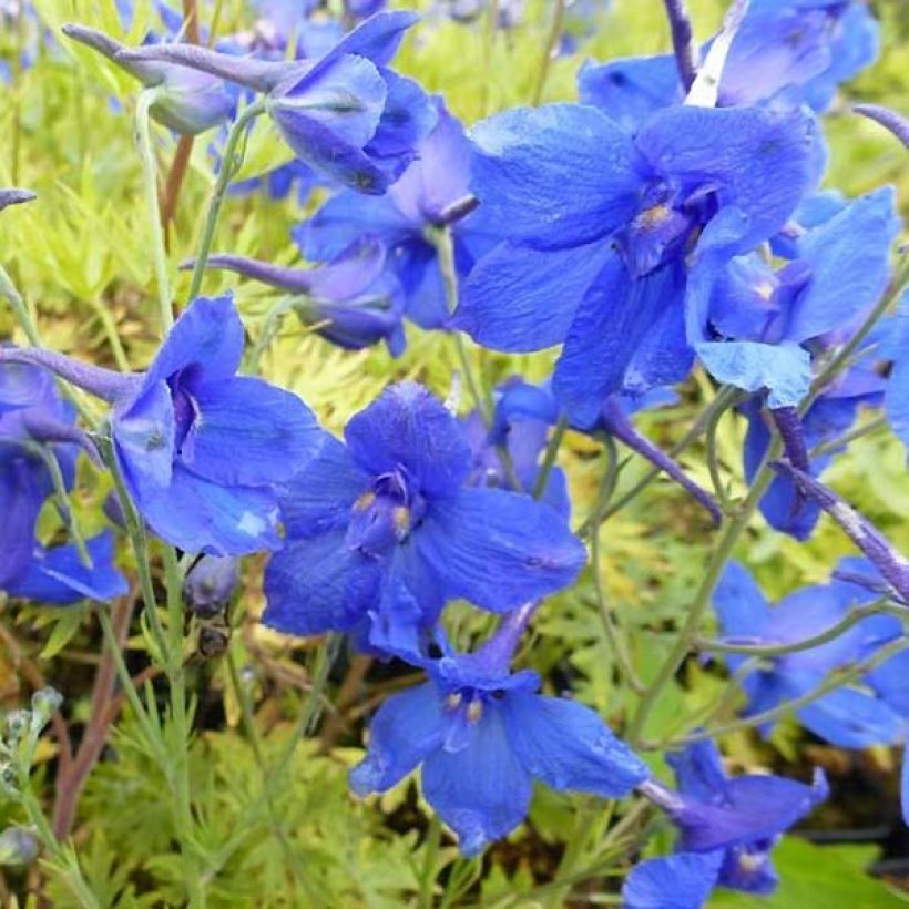 Delphinium grandiflorum Blauer Zwerg - Larkspur (Flowering)