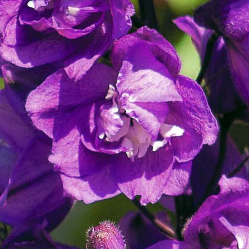Delphinium Astolat Group - Larkspur (Flowering)