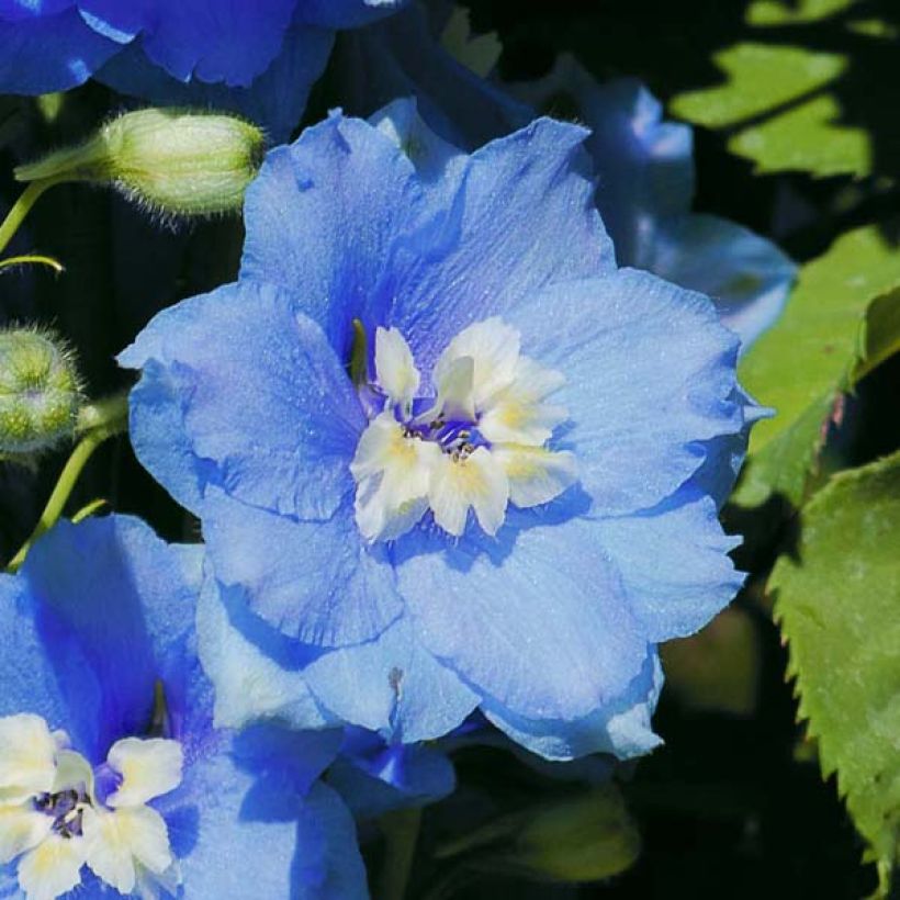 Delphinium Strawberry Fair - Larkspur (Flowering)