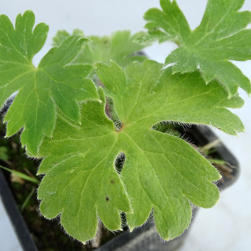 Delphinium Finsteraarhorn - Larkspur (Foliage)