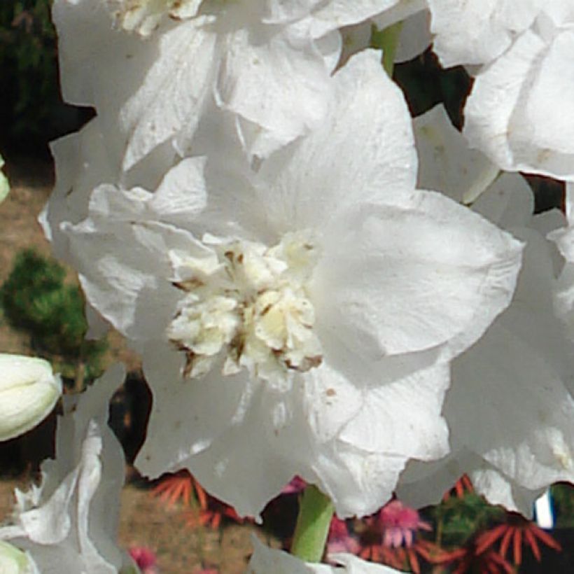 Delphinium Galahad - Larkspur (Flowering)