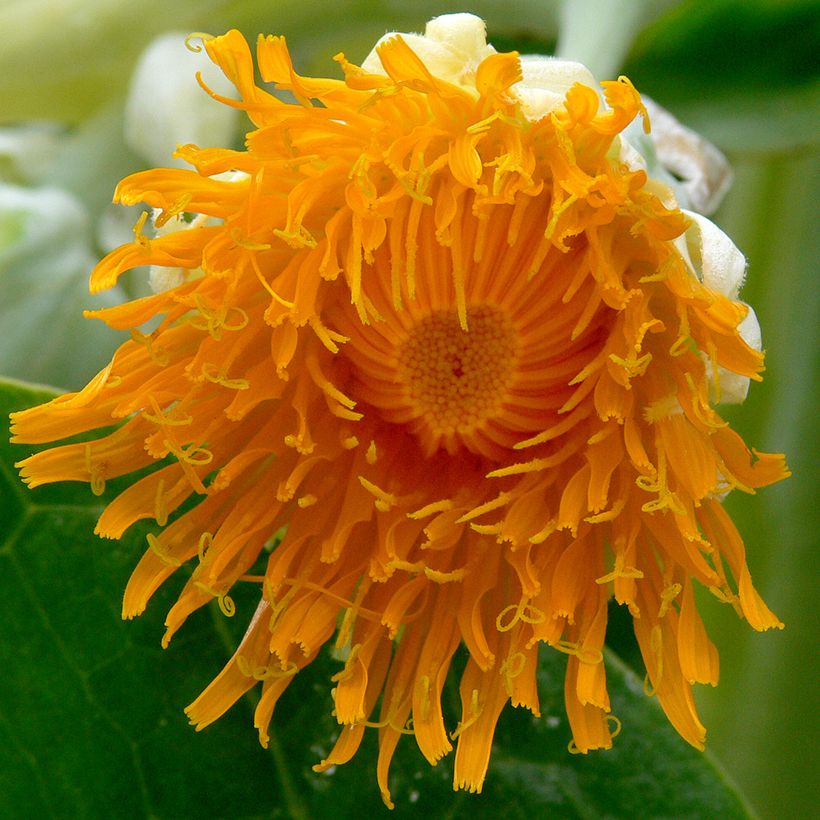 Dendroseris litoralis - Cabbage Tree (Flowering)