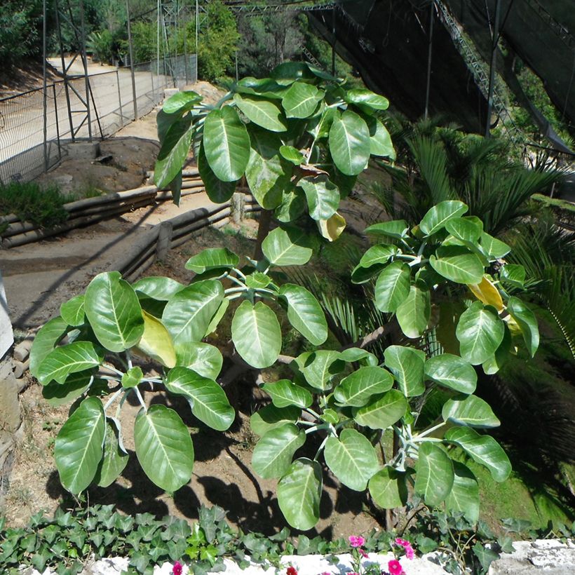 Dendroseris litoralis - Cabbage Tree (Plant habit)