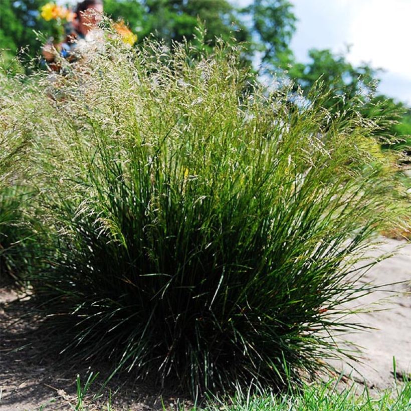 Deschampsia caespitosa (Plant habit)