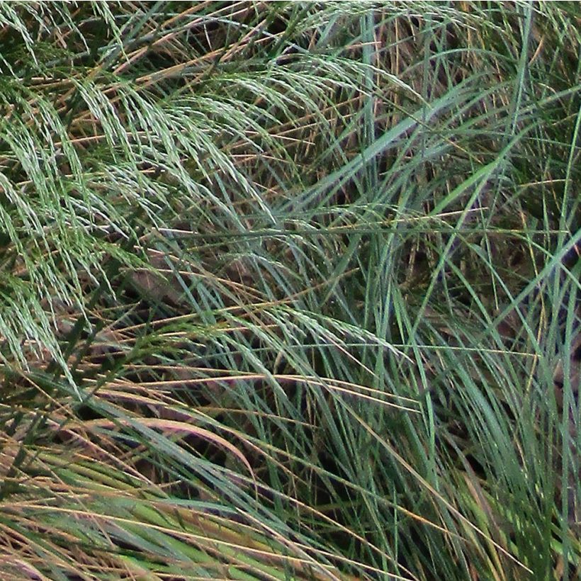 Deschampsia flexuosa (Foliage)