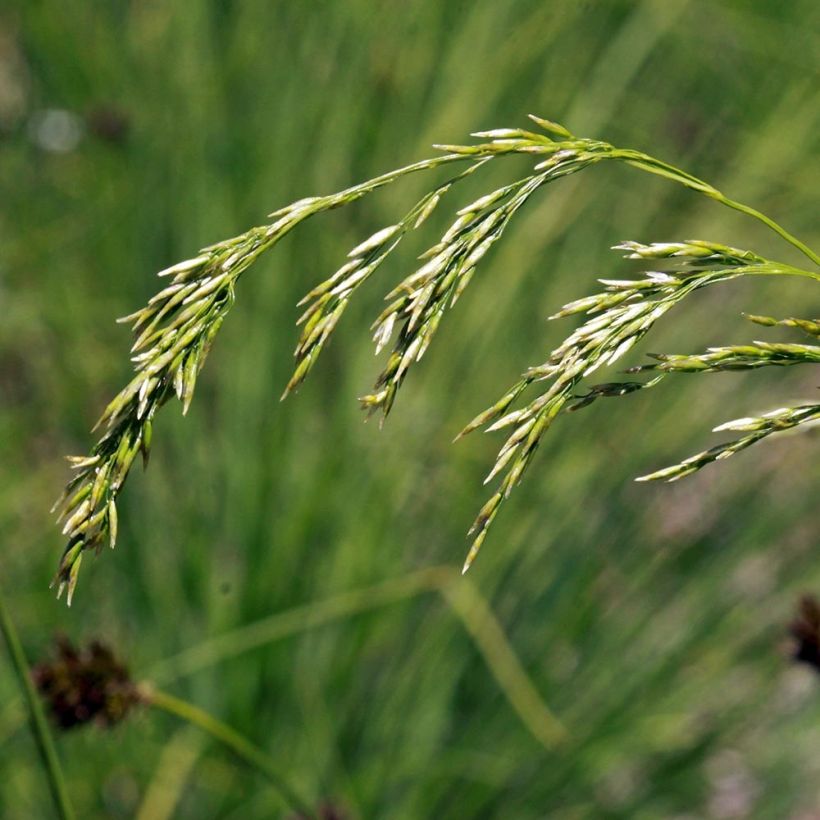 Deschampsia flexuosa (Flowering)