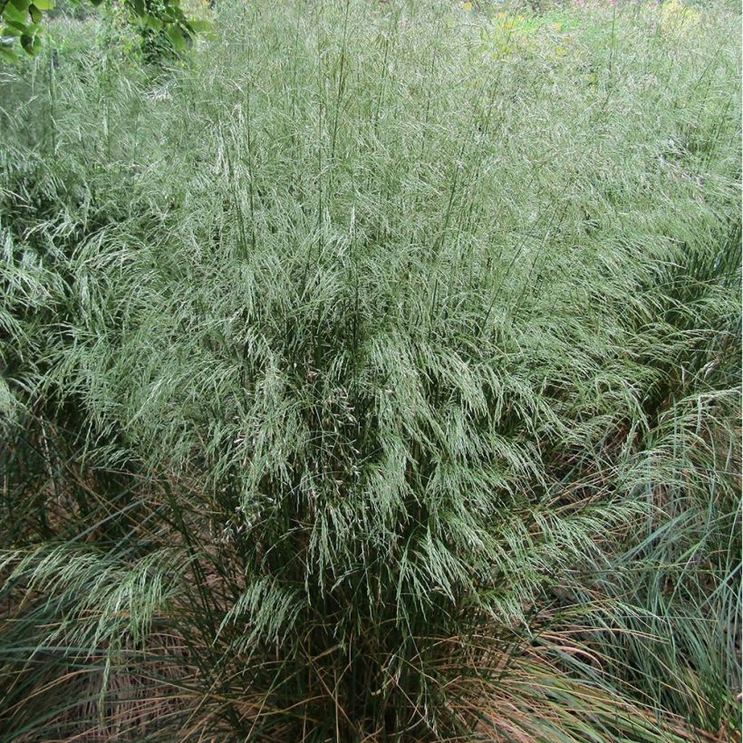 Deschampsia flexuosa (Plant habit)