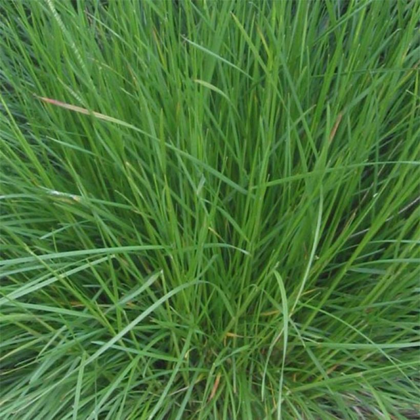 Deschampsia cespitosa Bronzeschleier (Foliage)