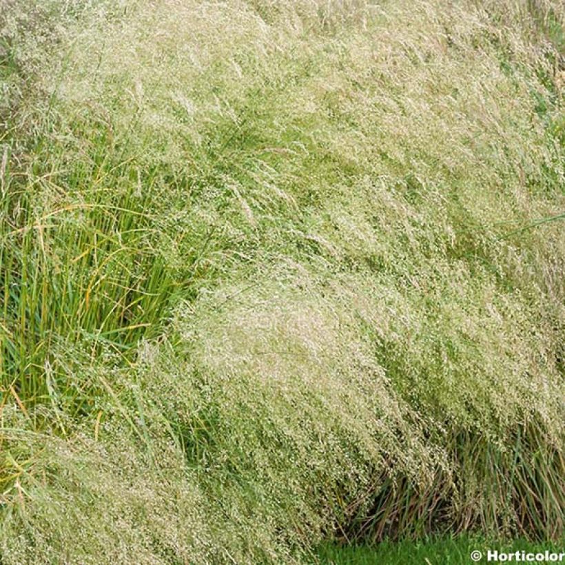 Deschampsia cespitosa Bronzeschleier (Flowering)