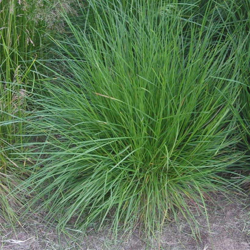 Deschampsia cespitosa Bronzeschleier (Plant habit)