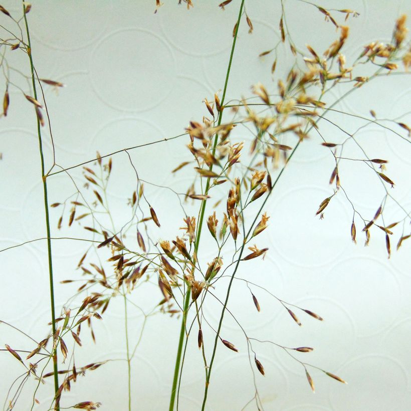 Deschampsia caespitosa (Flowering)