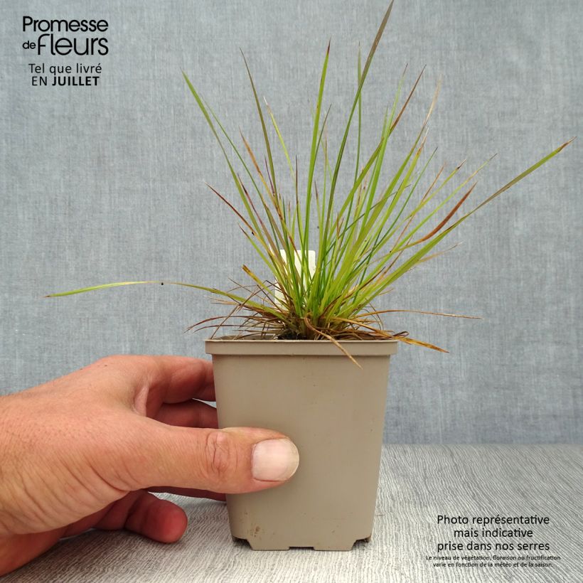 Deschampsia caespitosa 8/9 cm pot sample as delivered in summer