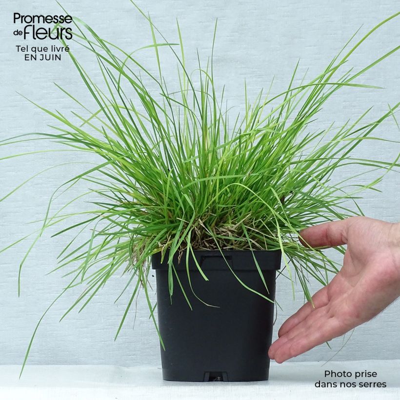 Deschampsia caespitosa 2L/3L pot sample as delivered in summer