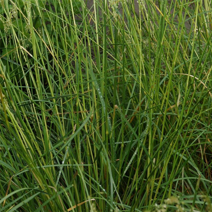 Deschampsia caespitosa Goldschleier (Foliage)