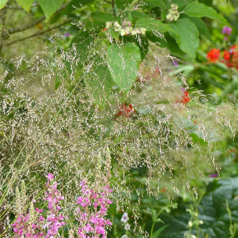 Deschampsia caespitosa Goldschleier (Flowering)