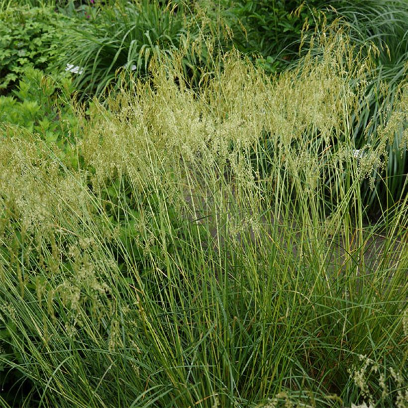 Deschampsia caespitosa Goldschleier (Plant habit)