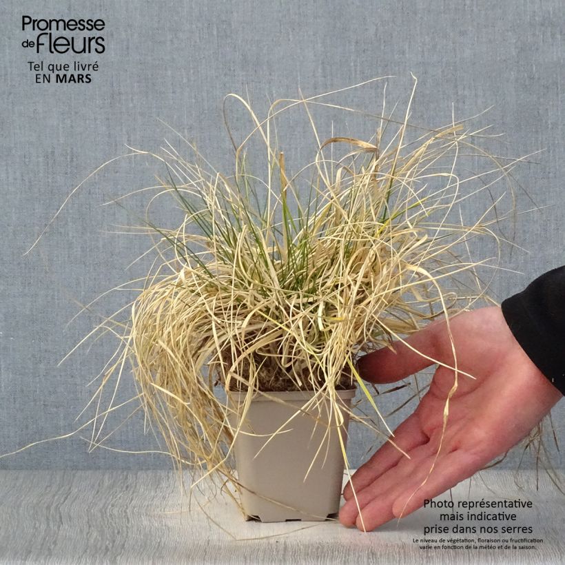 Deschampsia caespitosa Goldschleier sample as delivered in spring