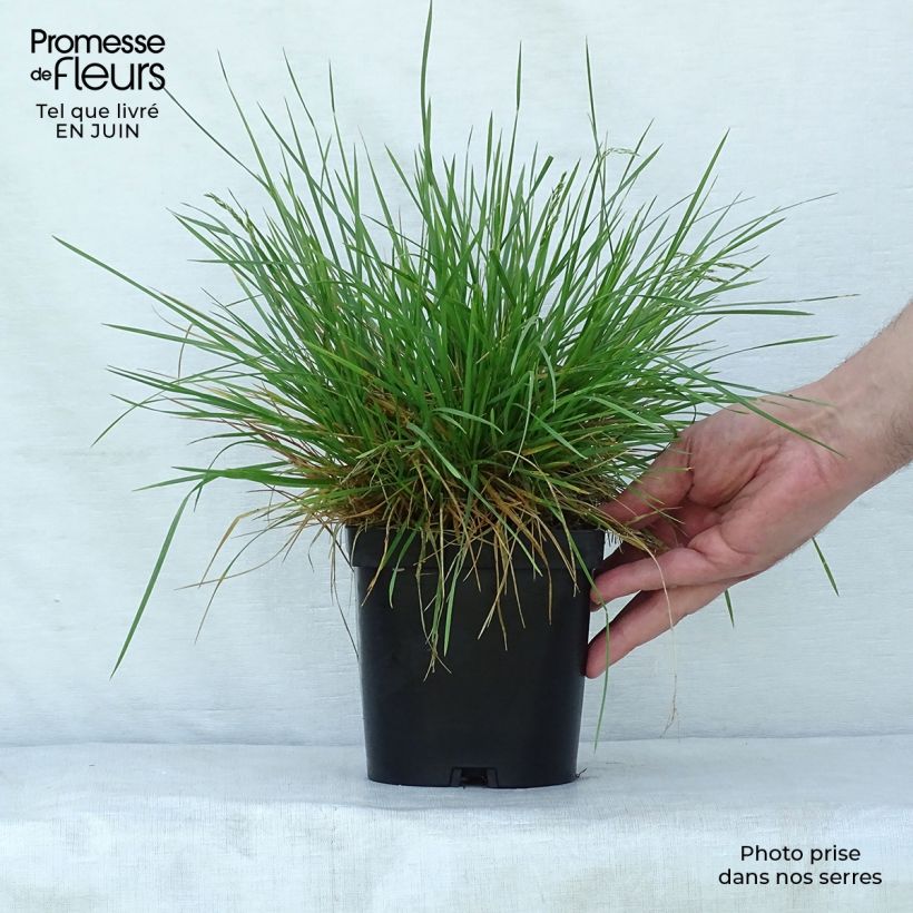 Deschampsia caespitosa Goldschleier 1.5L/2L pot sample as delivered in summer