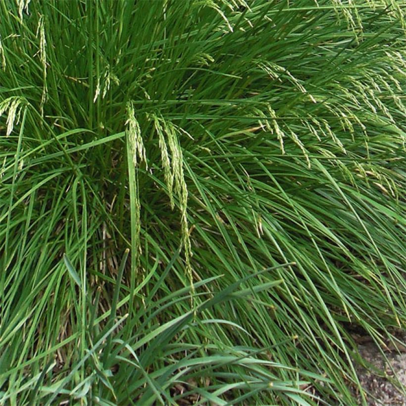 Deschampsia caespitosa Goldtau (Foliage)