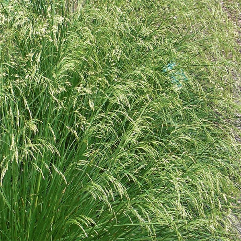 Deschampsia caespitosa Goldtau (Flowering)