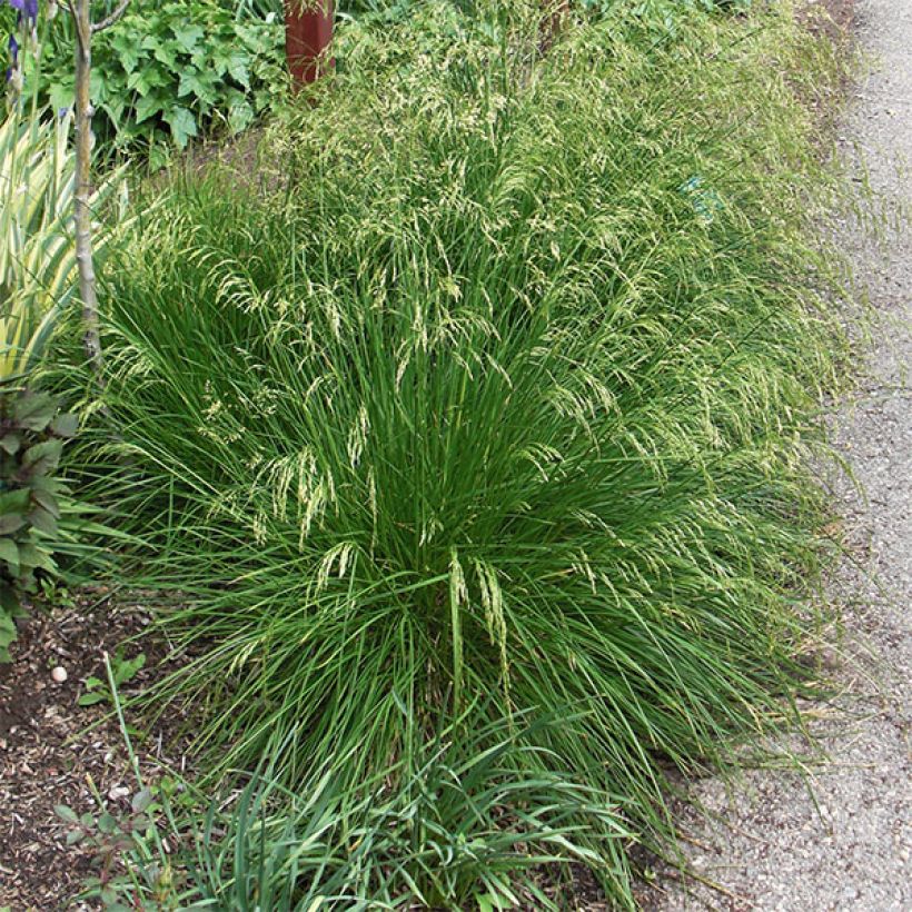 Deschampsia caespitosa Goldtau (Plant habit)