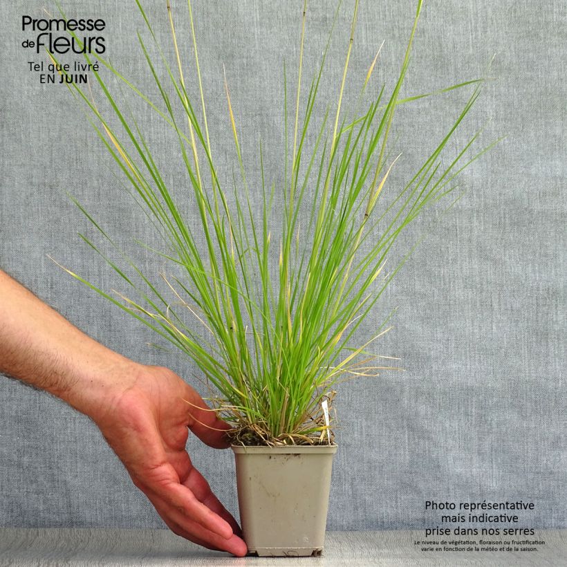 Deschampsia caespitosa Goldtau 8/9 cm pot sample as delivered in summer