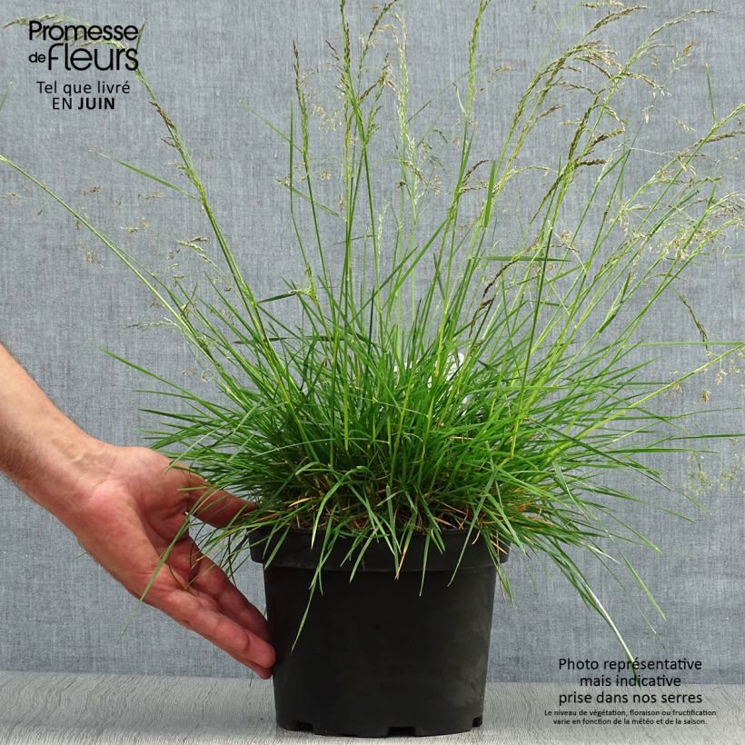 Deschampsia caespitosa Goldtau 2L/3L pot sample as delivered in summer