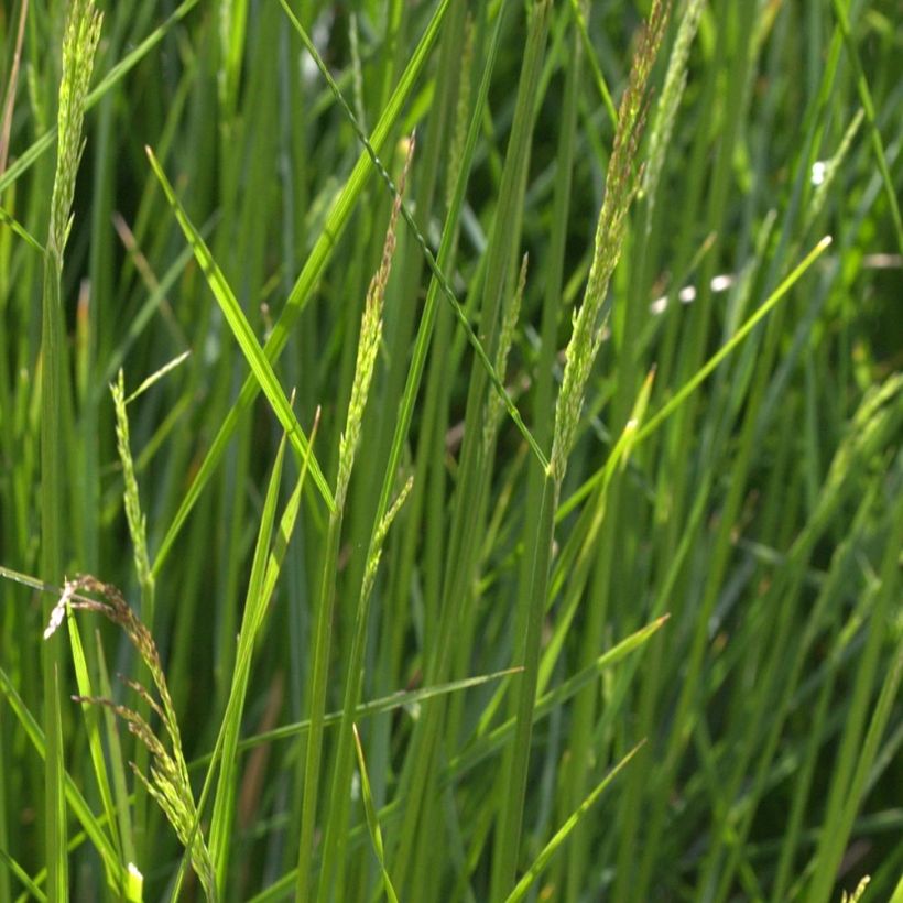 Deschampsia cespitosa Northern Lights (Foliage)