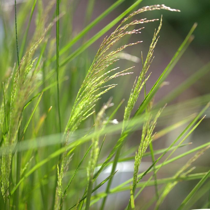 Deschampsia cespitosa Northern Lights (Flowering)