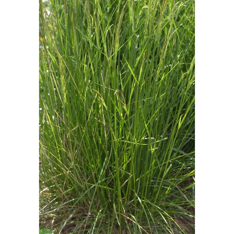 Deschampsia cespitosa Northern Lights (Plant habit)