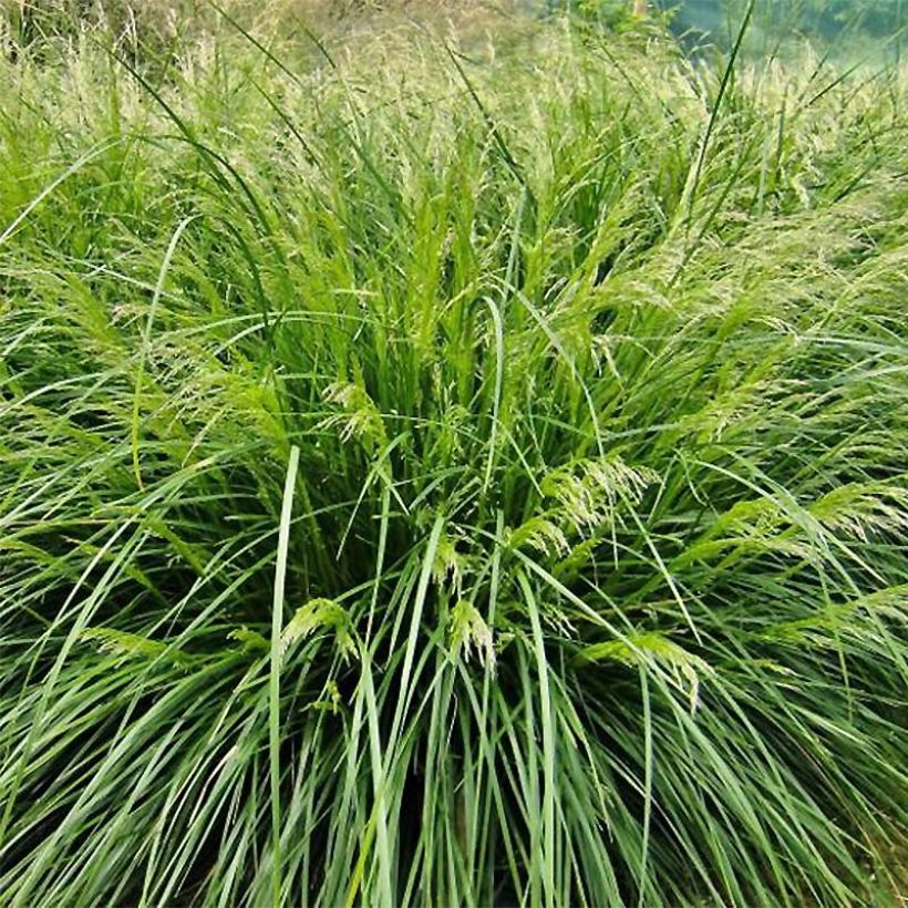 Deschampsia cespitosa Palava (Plant habit)