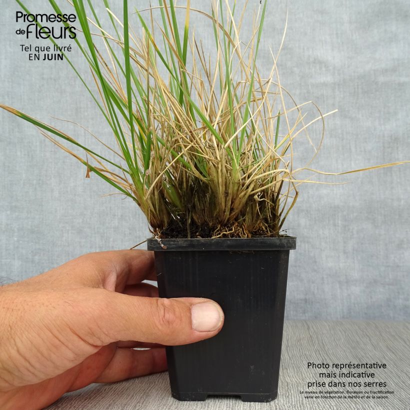 Deschampsia cespitosa Palava 8/9 cm pot sample as delivered in summer