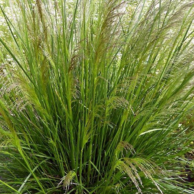 Deschampsia cespitosa Pixie Fountain (Plant habit)