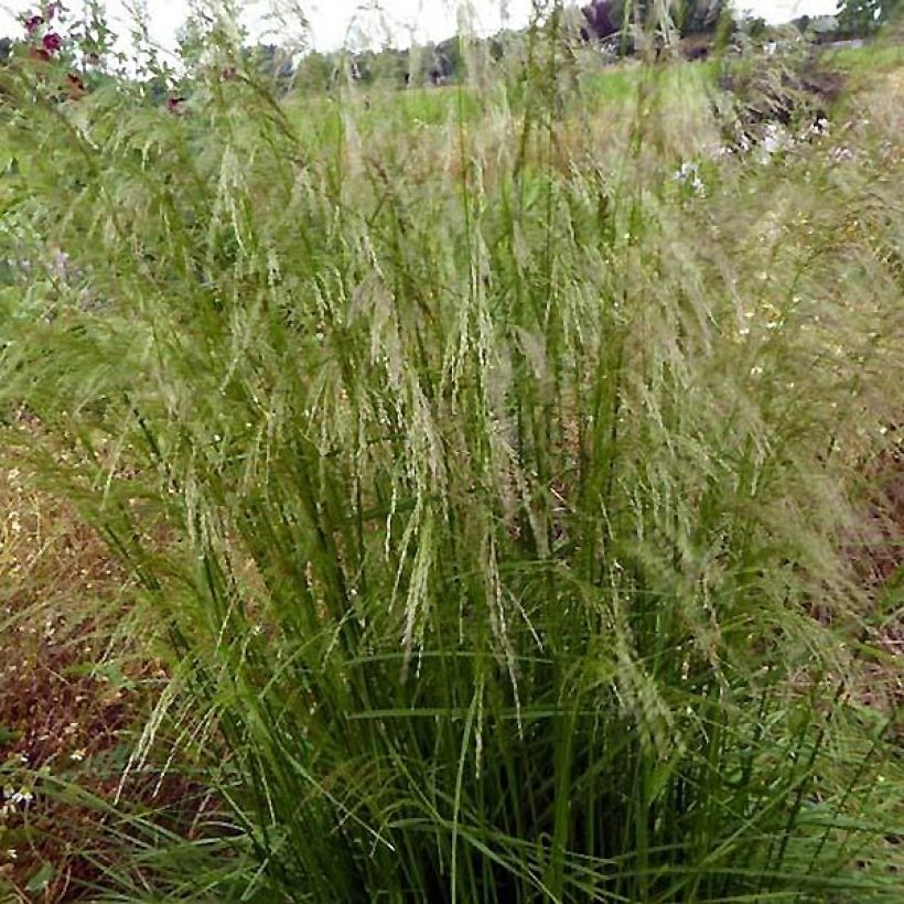 Deschampsia cespitosa Tauträger (Plant habit)