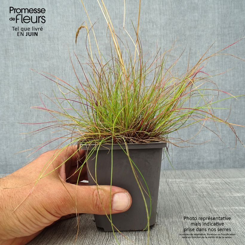 Deschampsia flexuosa 8/9 cm pot sample as delivered in summer