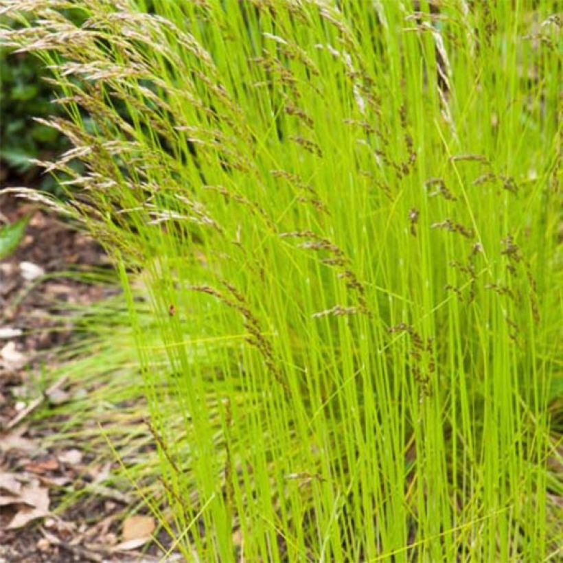 Deschampsia flexuosa Tatra Gold (Foliage)