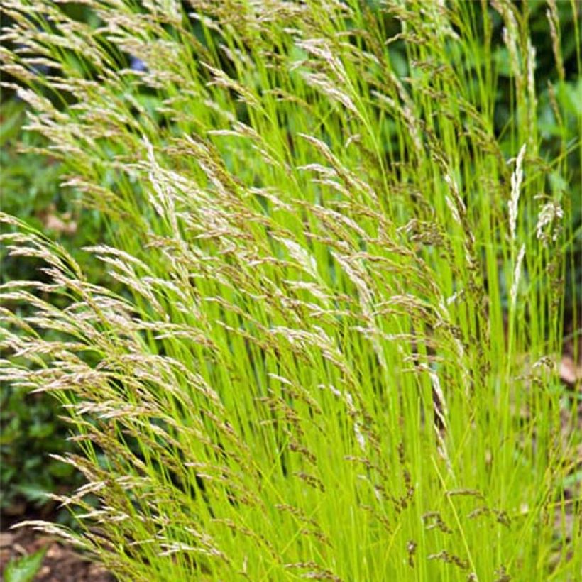 Deschampsia flexuosa Tatra Gold (Flowering)