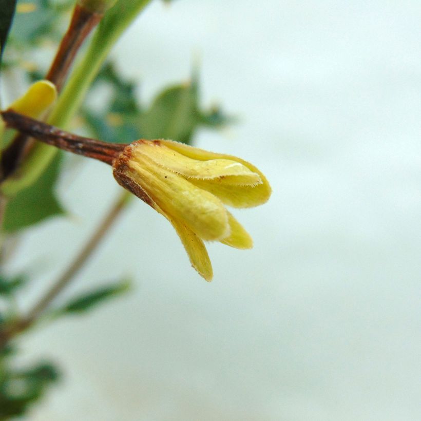 Desfontainea spinosa (Flowering)