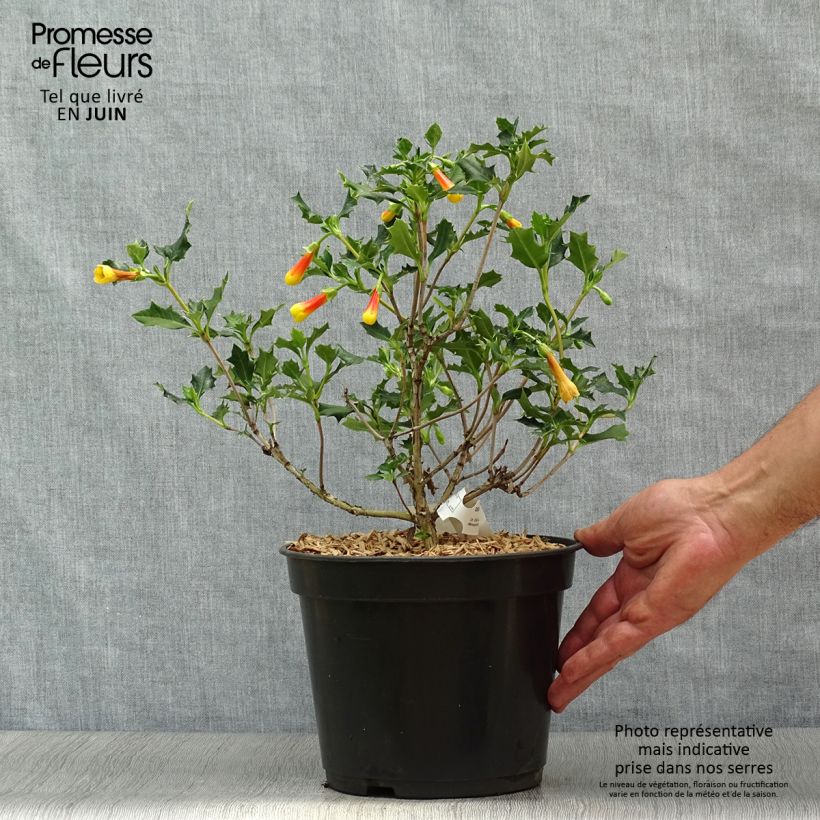 Desfontainea spinosa 3L/4L pot sample as delivered in summer