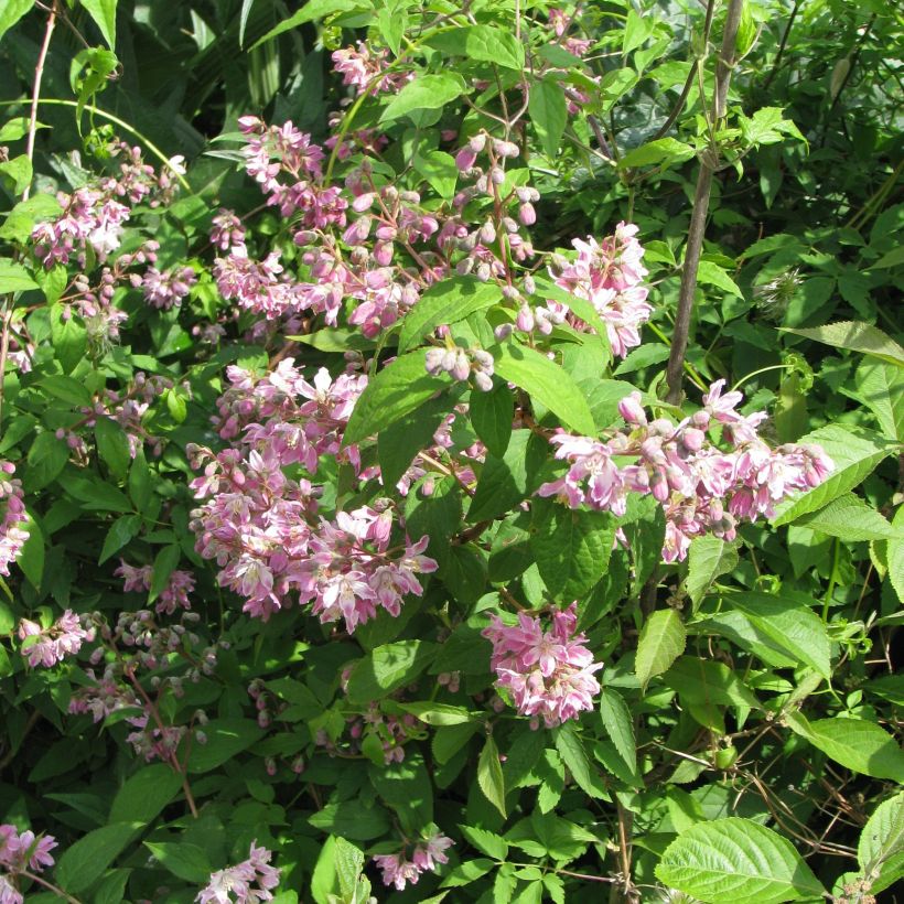 Deutzia Perle Rose (Plant habit)