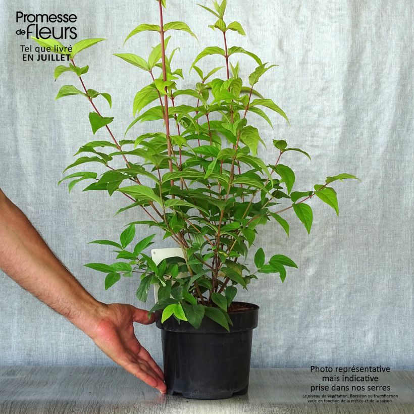 Deutzia Perle Rose 3L/4L pot sample as delivered in summer