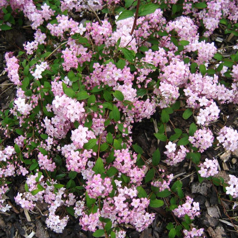 Deutzia elegantissima Rosealind (Flowering)