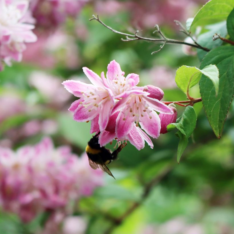 Deutzia Tourbillon Rouge (Flowering)