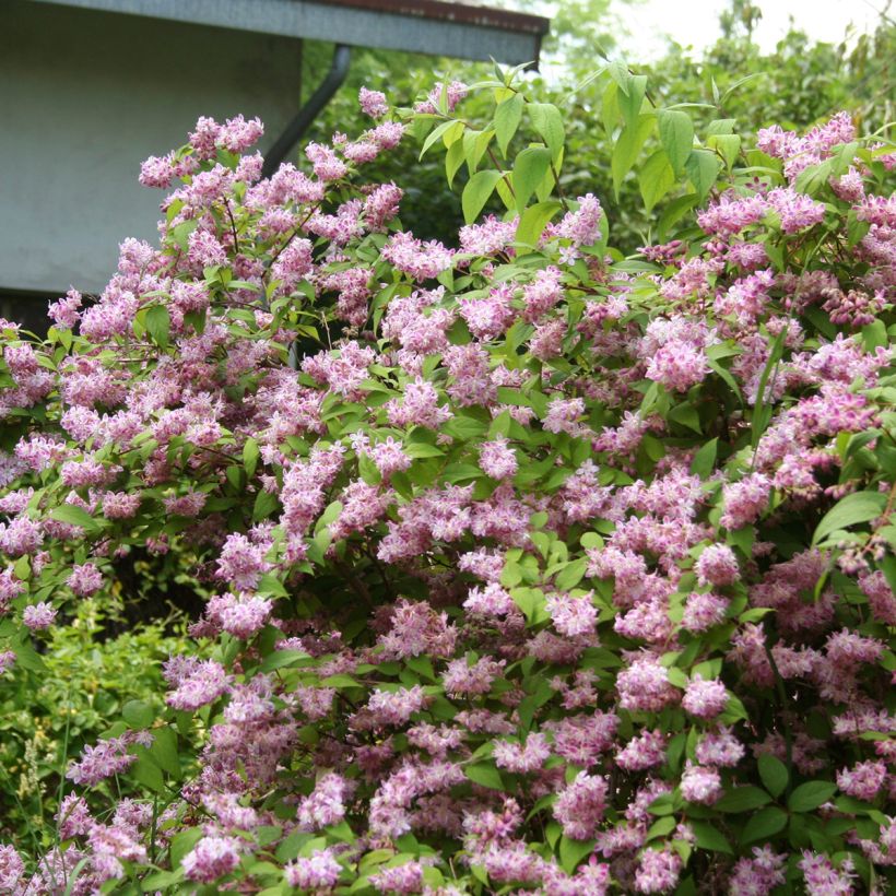 Deutzia Tourbillon Rouge (Plant habit)