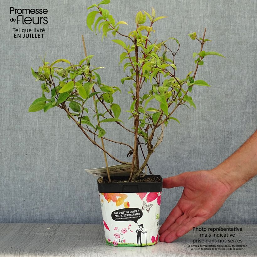 Deutzia Tourbillon Rouge 2L/3L pot sample as delivered in summer