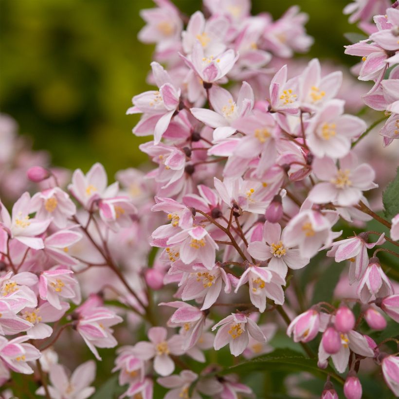 Deutzia Yuki Cherry Blossom (Flowering)