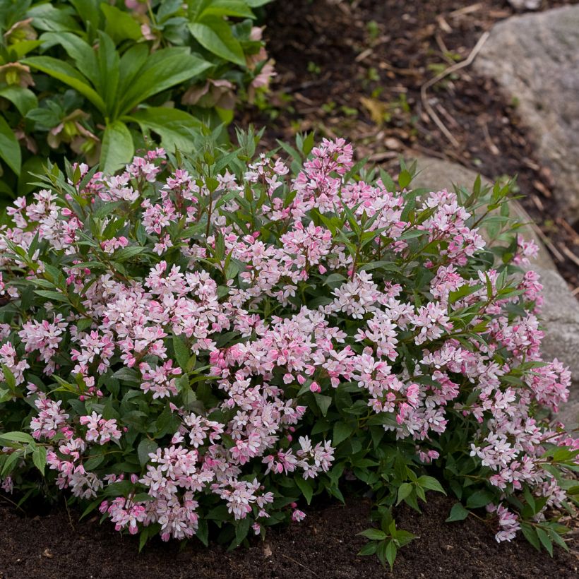 Deutzia Yuki Cherry Blossom (Plant habit)