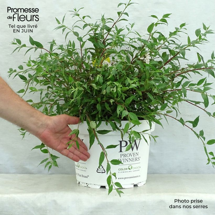 Deutzia Yuki Cherry Blossom 7.5L/10L pot sample as delivered in summer