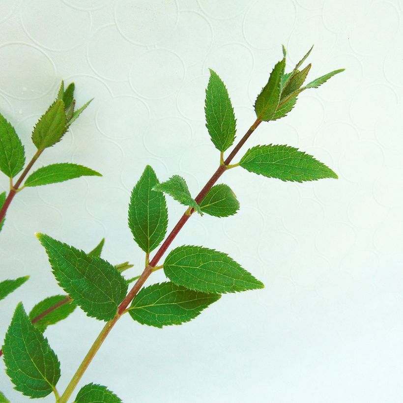 Deutzia Yuki Cherry Blossom (Foliage)